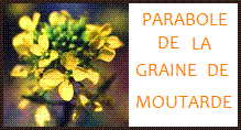 parabole graine moutarde